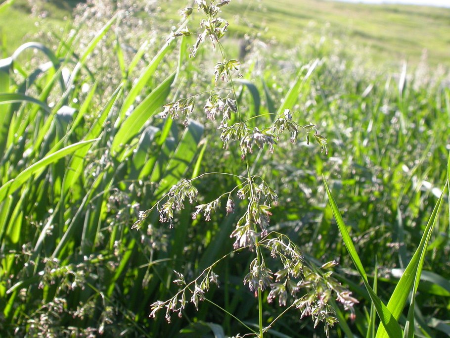 Дельфиниум Луговой