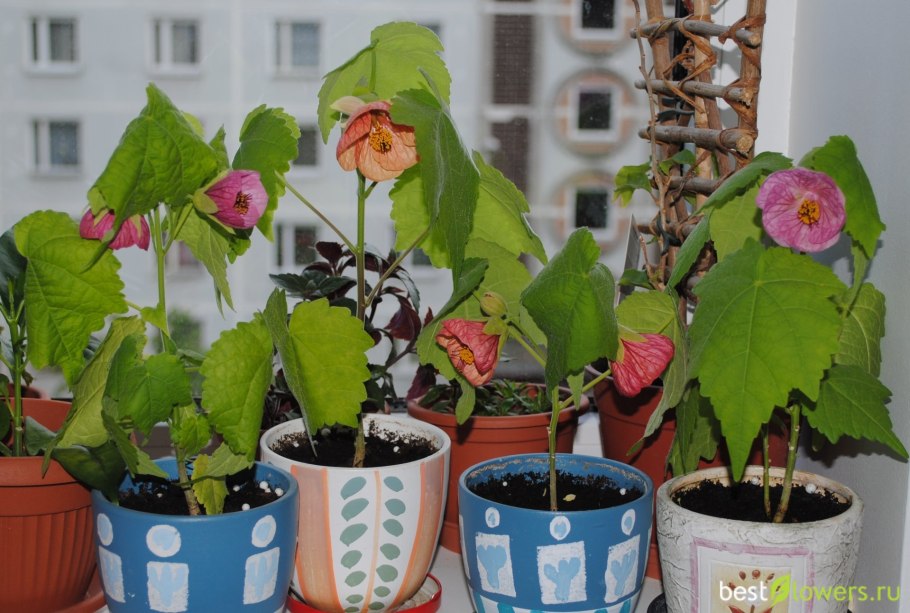 Абутилон органза