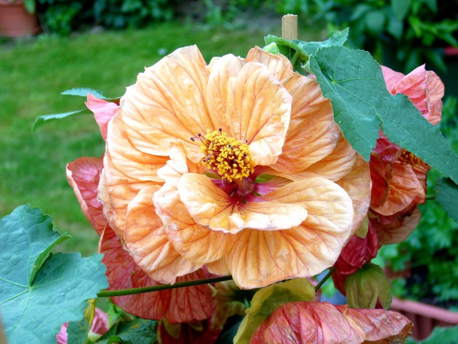 Абутилон Амели