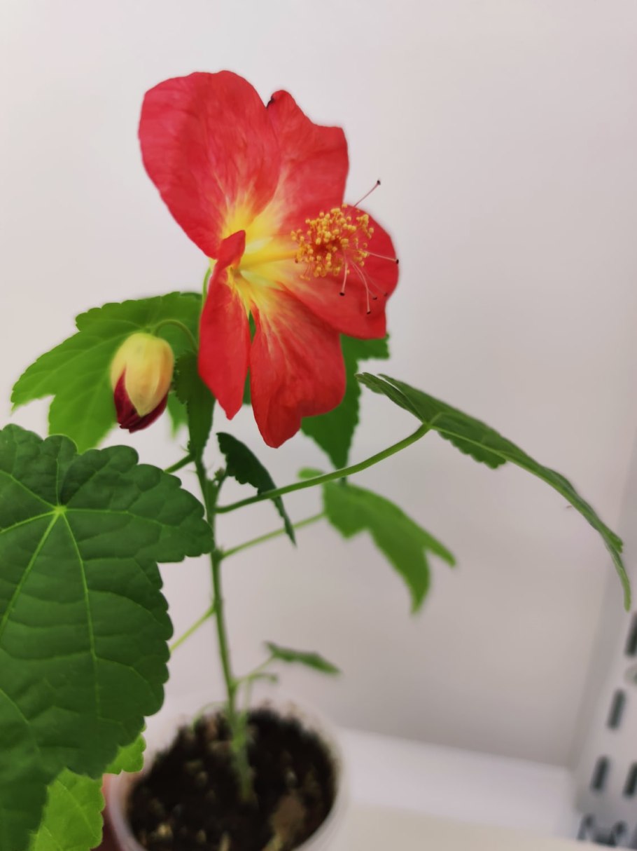 Абутилон гибридный смесь бельвю