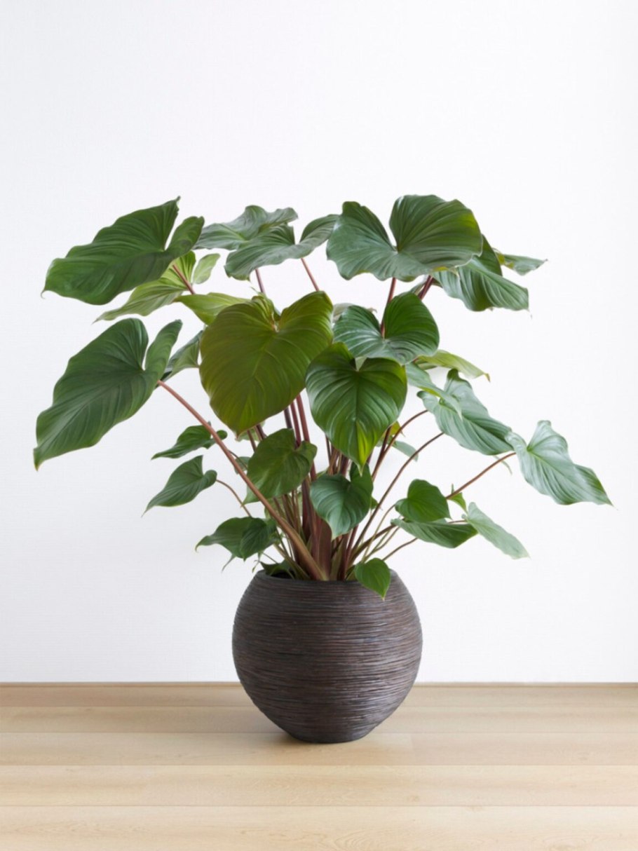 Хомаломена rubescens 'maggy'