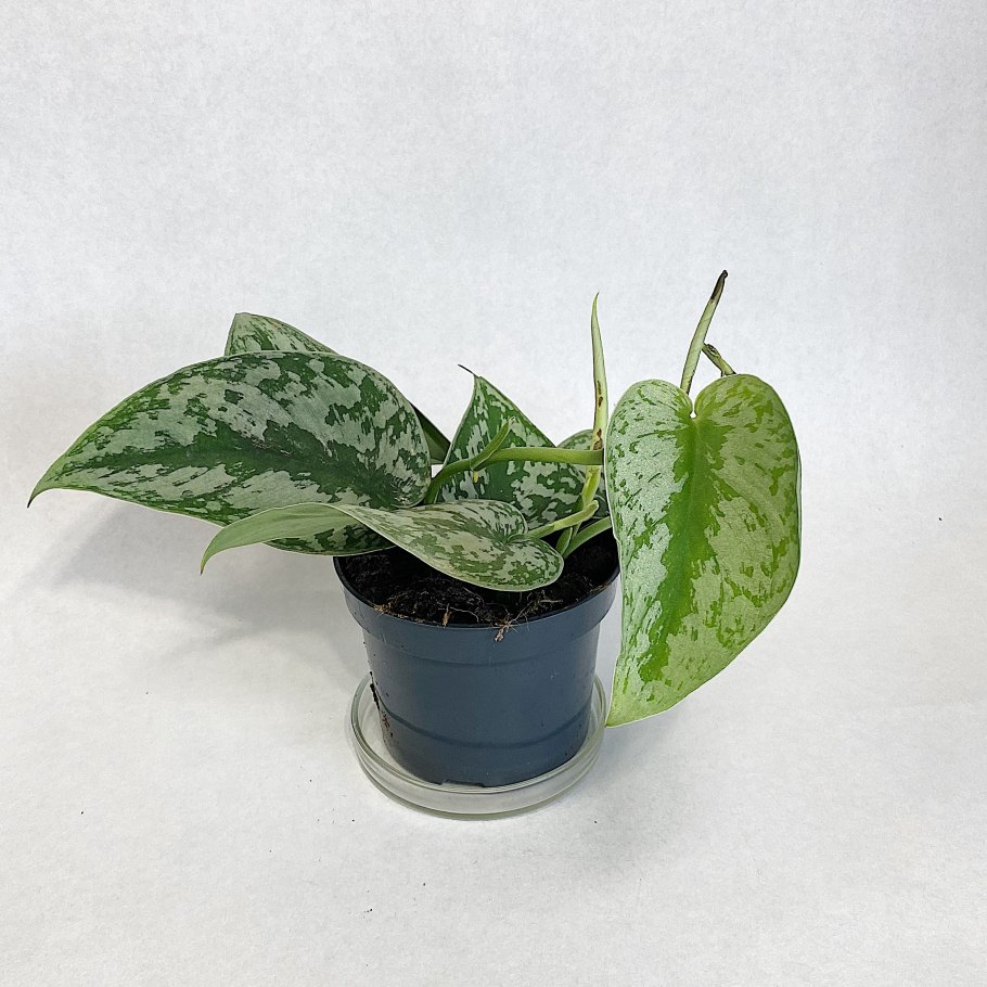 Почему листья сциндапсуса иногда становятся белыми