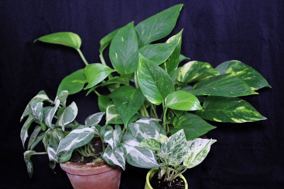 Лиана Эпипремнум