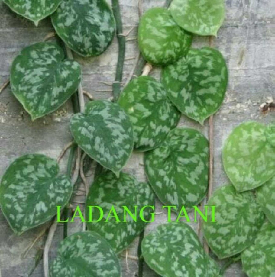 Сциндапсус argyraeus