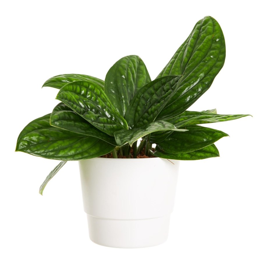 Сциндапсус Пиктус Аргиреус