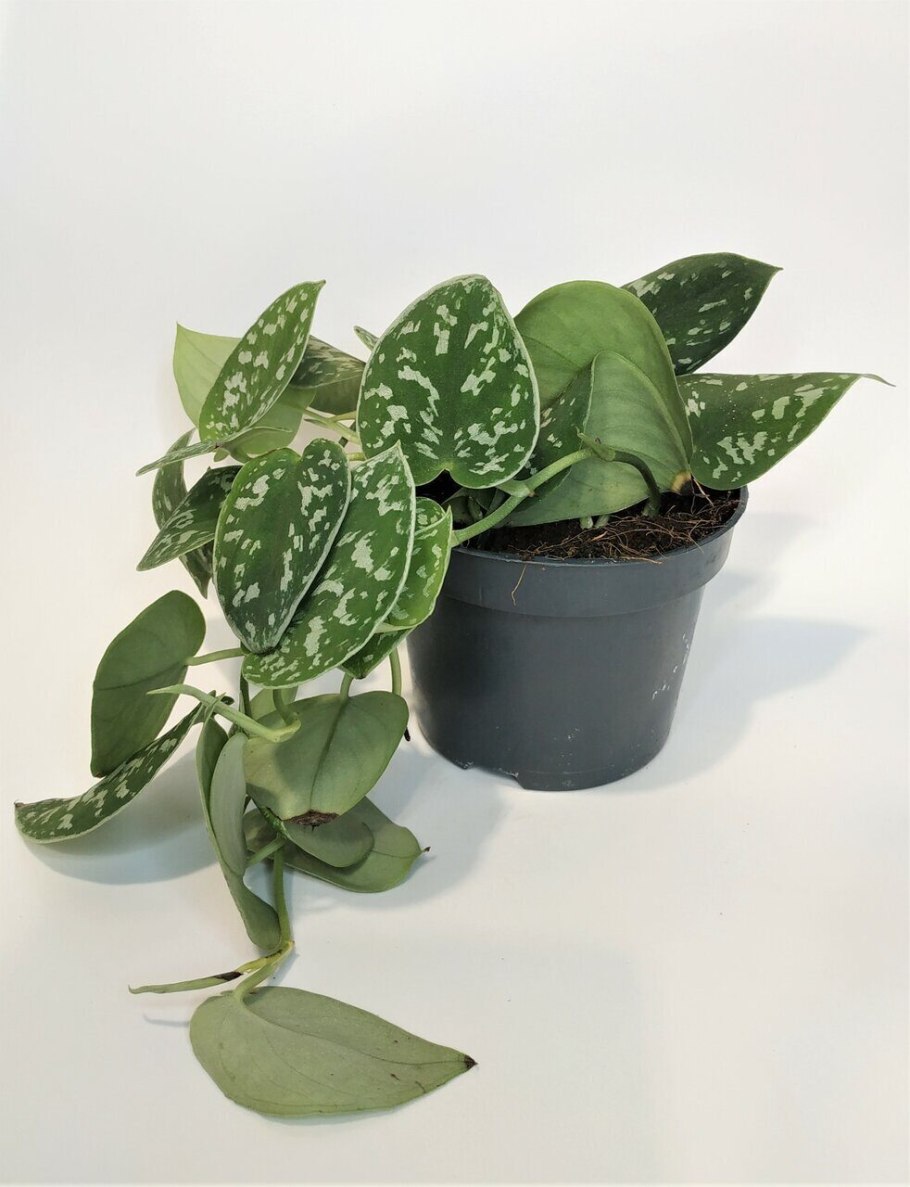 Сциндапсус пиктус экзотика