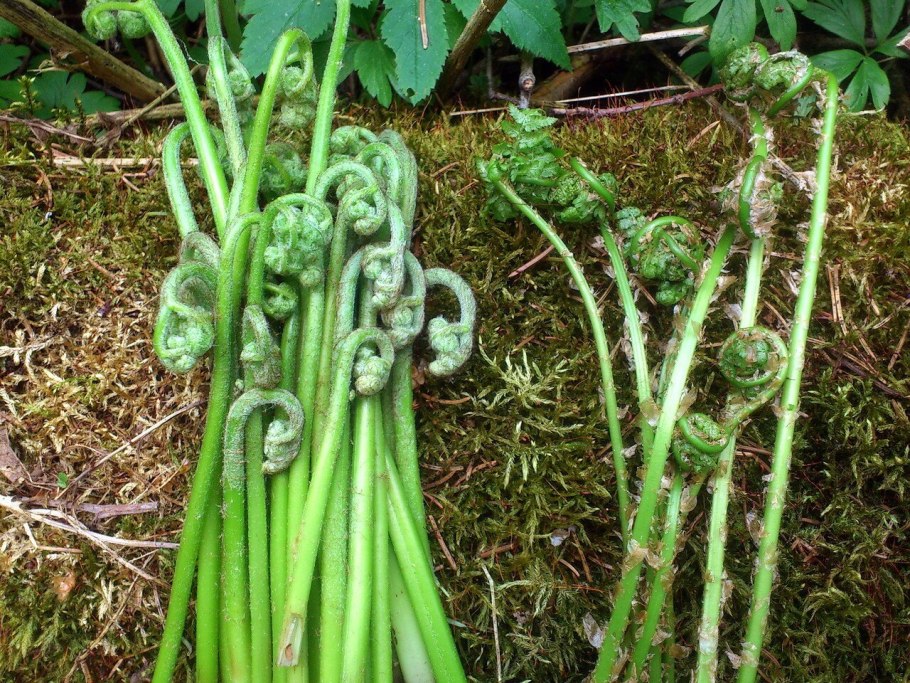 Папоротник орляк цветет