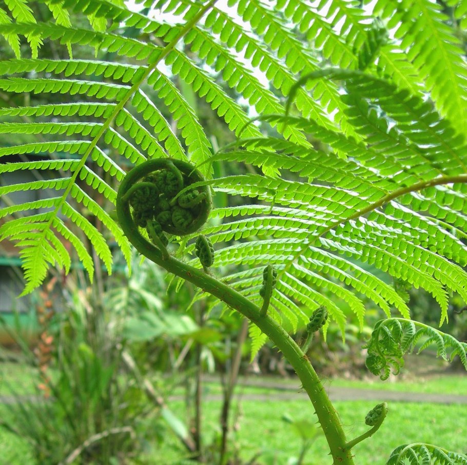 Папоротник (Polypodiophyta)