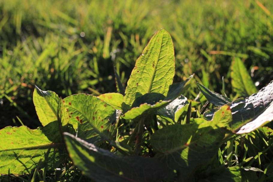 Каким максимум вырастает щавель