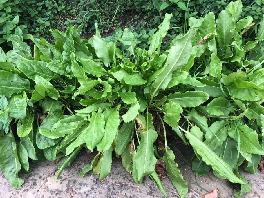 Щавель (Rumex)