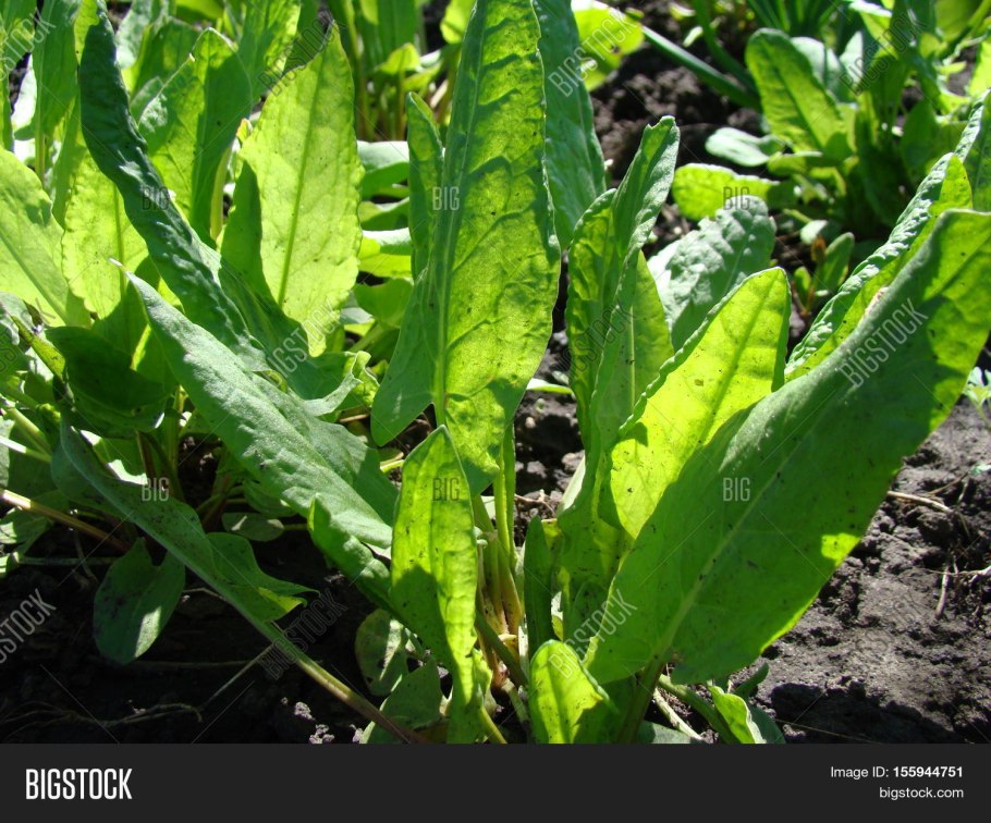 Щавель туполистный