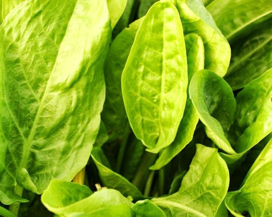 Щавель Румекс ацетоза