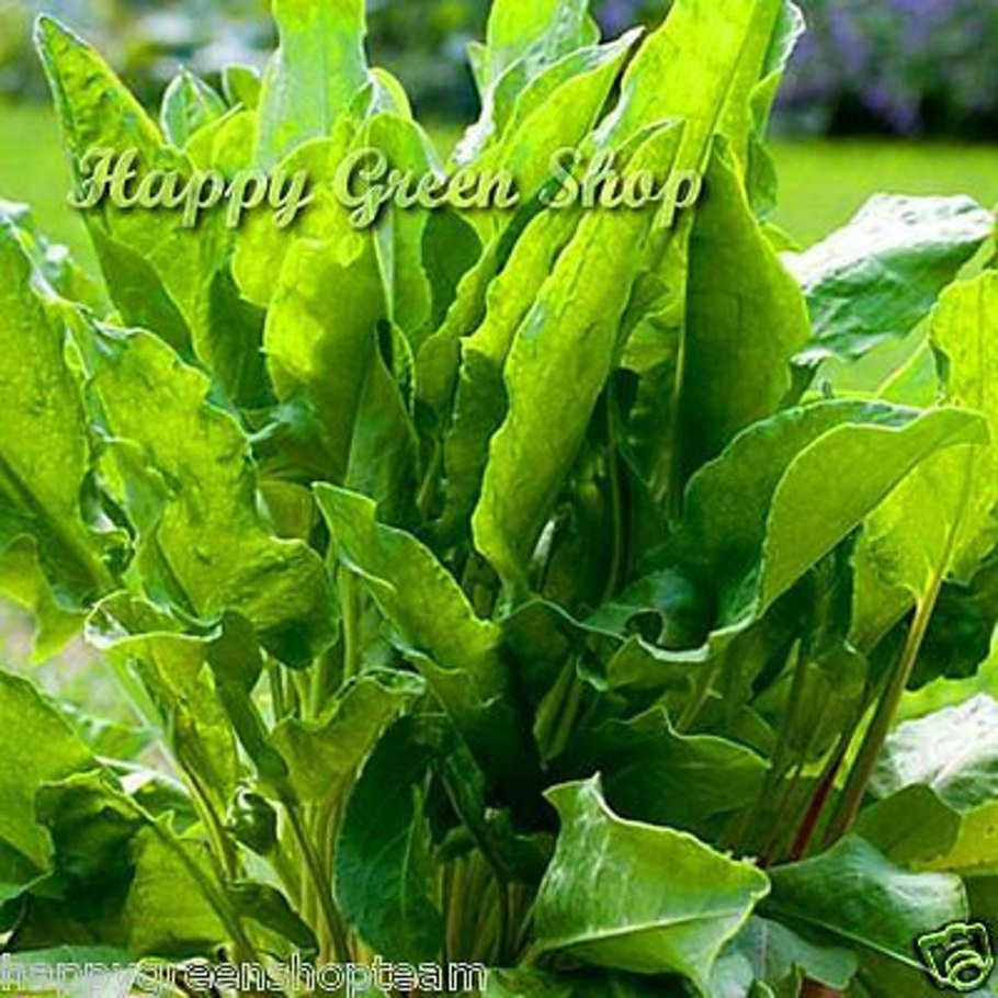 Щавель обыкновенный, кислый