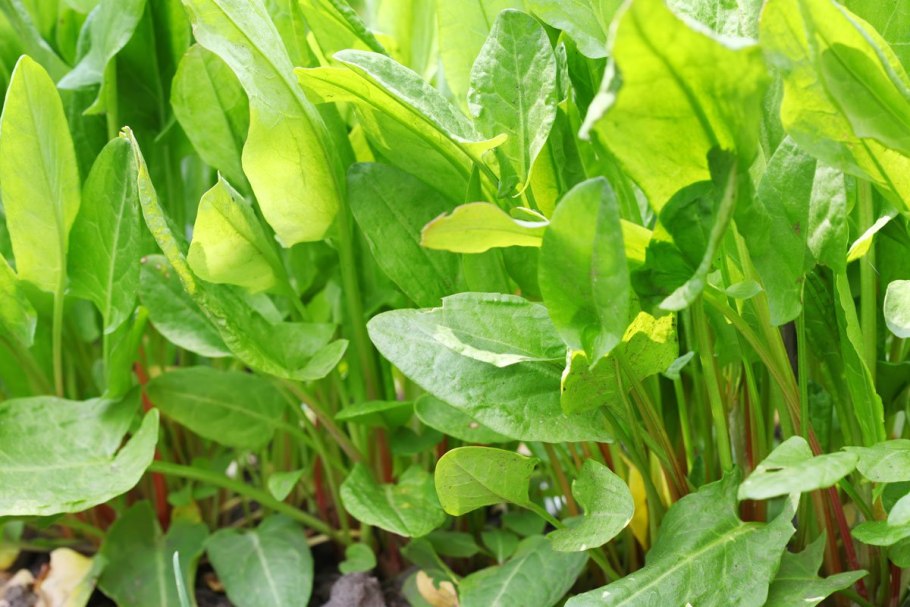 Щавель обыкновенный Rumex acetosa