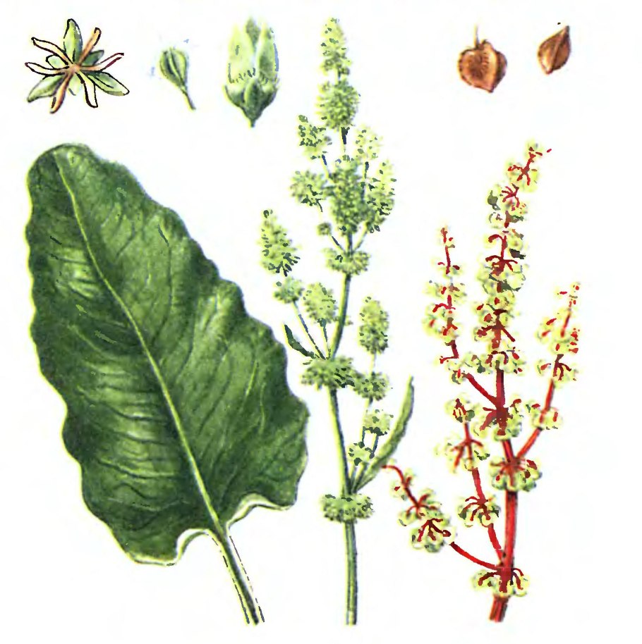 Прямо с грядки щавель