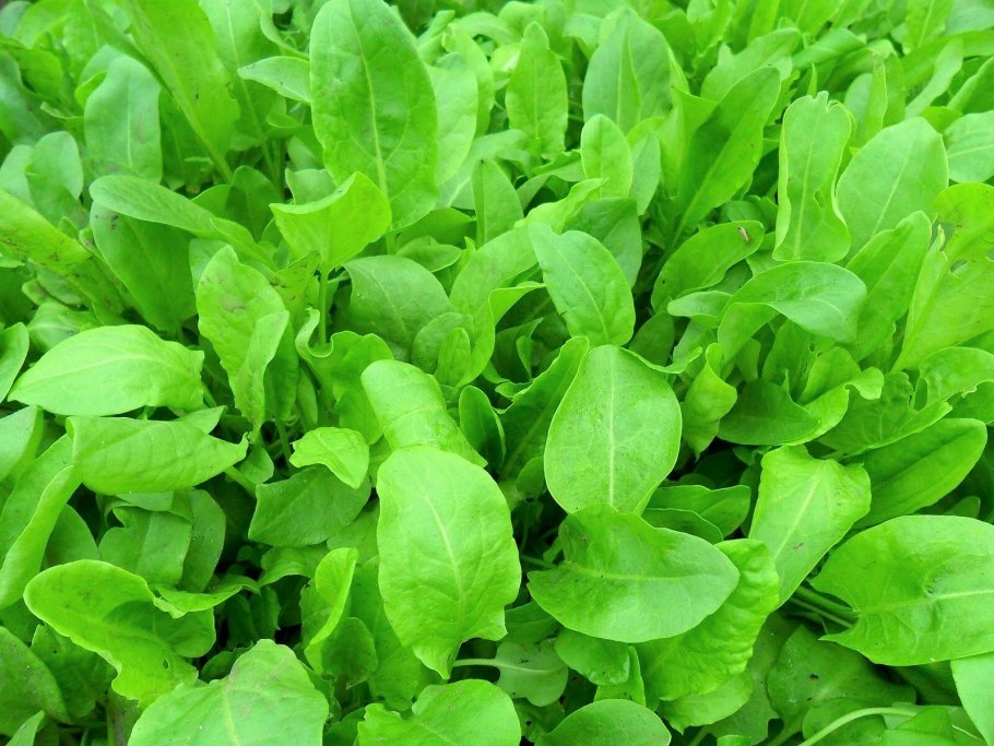 Щавель широколистный