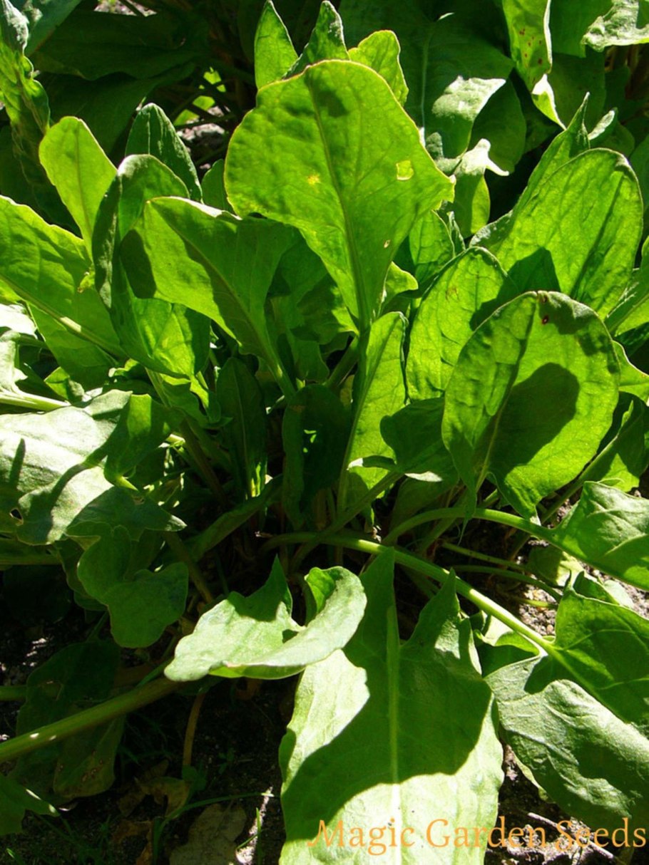 Щавель обыкновенный, кислый