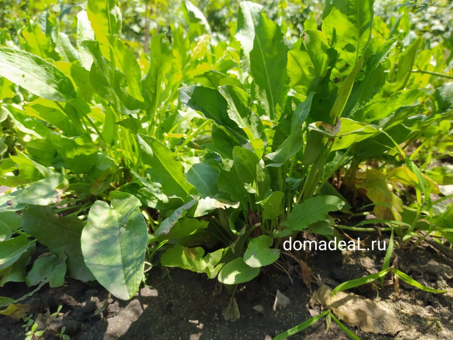 Щавель на прозрачном фоне