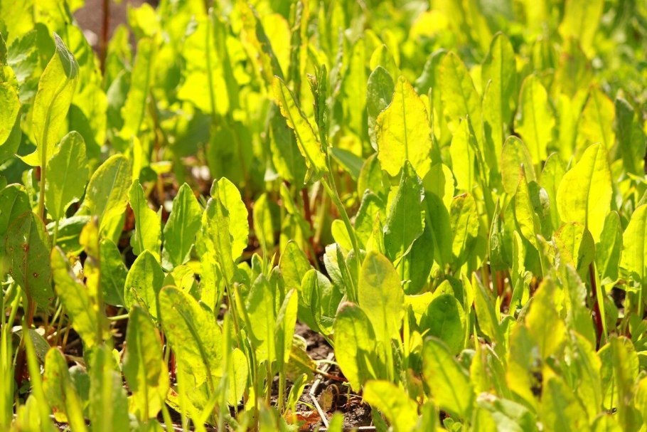 Румекс (Rumex)
