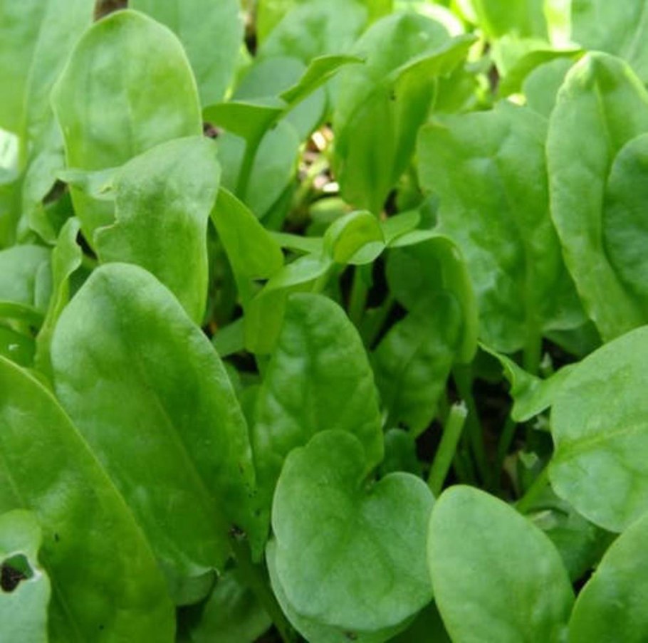 Щавель обыкновенный Rumex acetosa