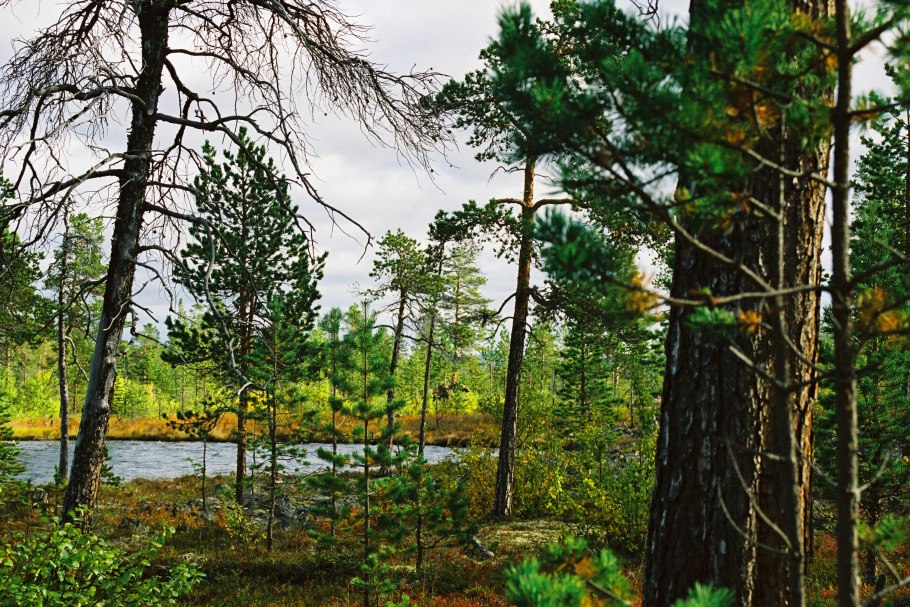 Кроноцкий заповедник дикий Северный олень