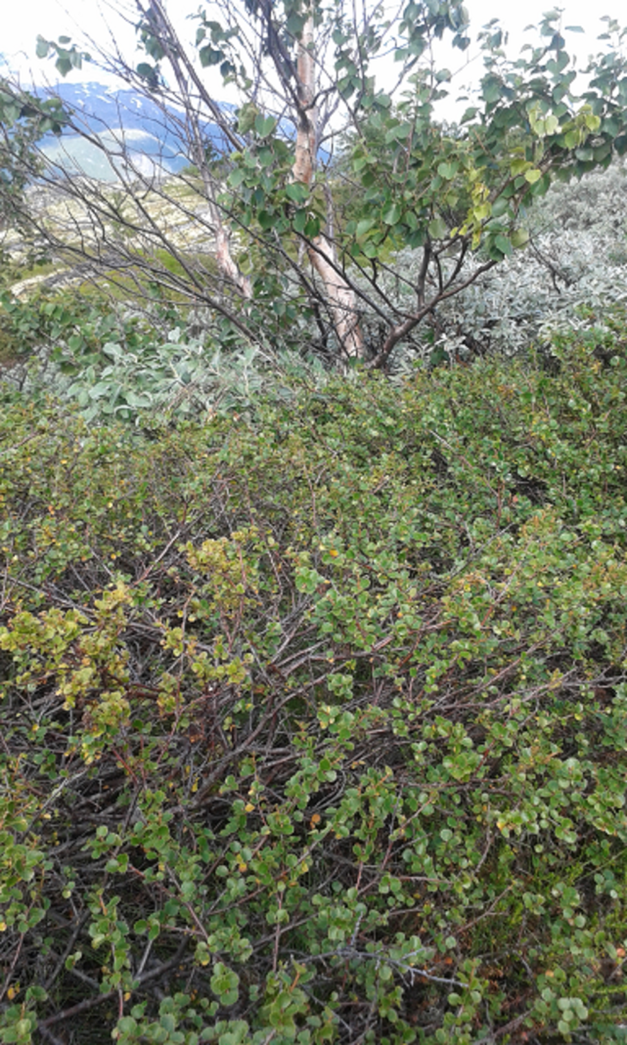 Карликовая ольха