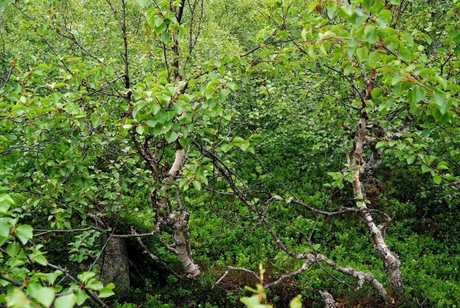 Береза повислая Юнги