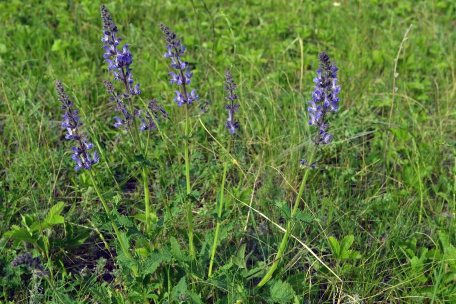 Шалфей мутовчатый (Salvia verticillata)
