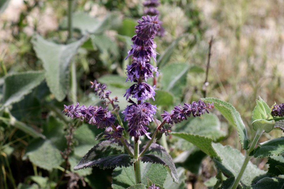 Растения степи шалфей Степной