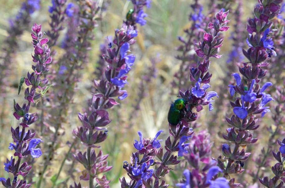 Шалфей лавандоволистный