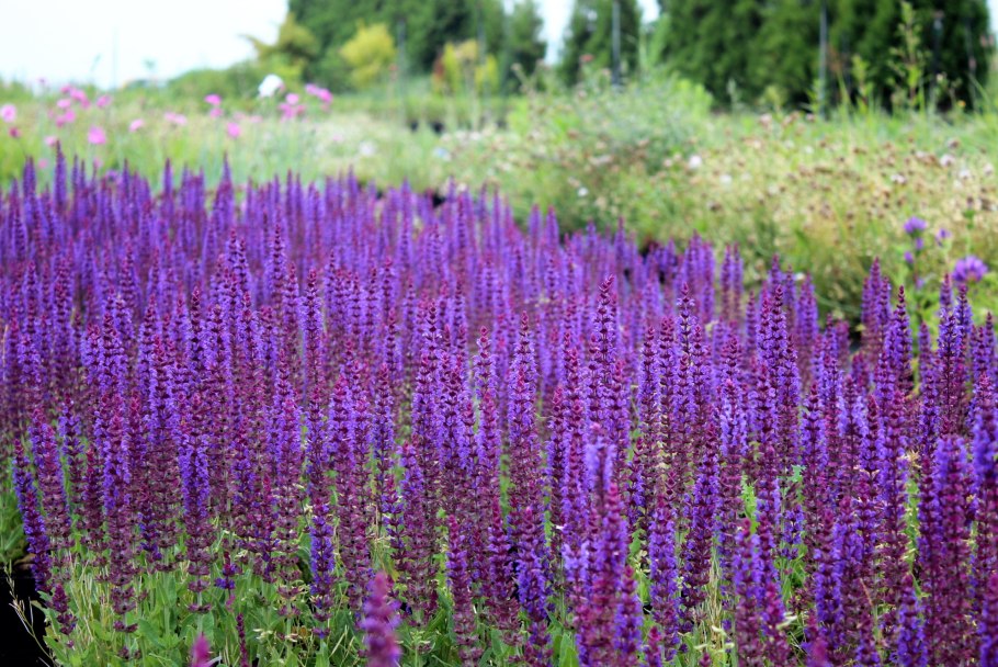 Шалфей дубравный salvia nemorosa