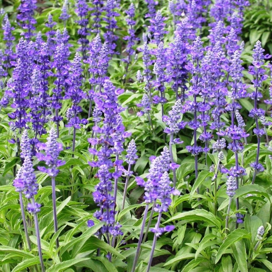 Шалфей лавандолистный