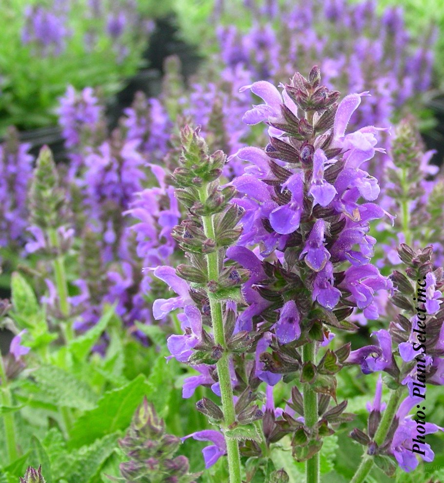 Шалфей мутовчатый