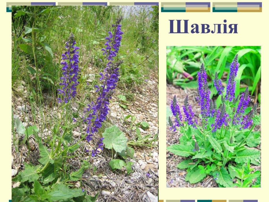 Живучка шалфей Луговой