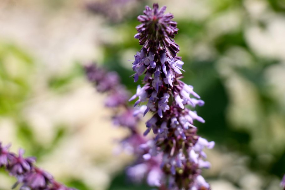 Шалфей пустынный