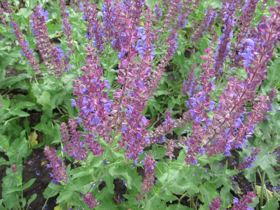 Шалфей Дубравный семенами