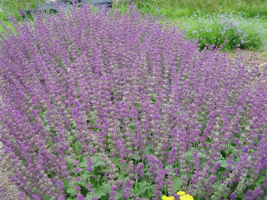 Иссоп шалфей