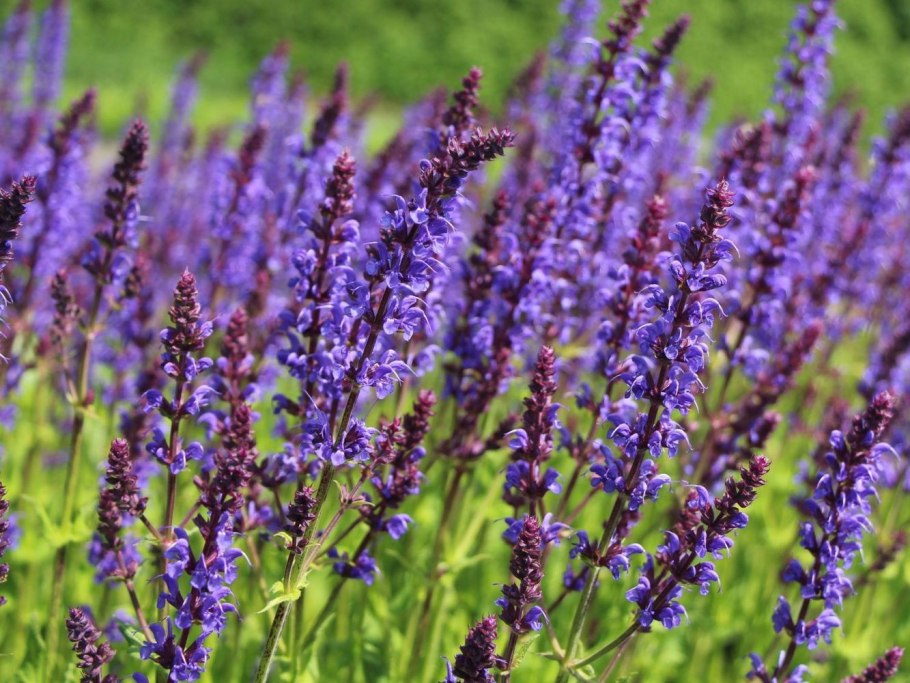 Шалфей Дубравный (Salvia nemorosa &#96;Ostfriesland&#96;)