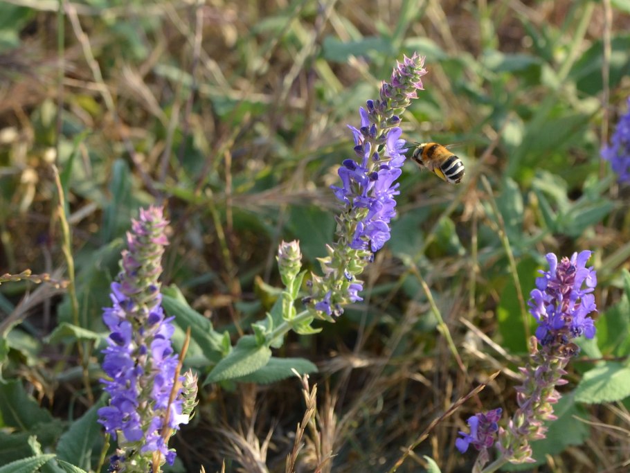 Шалфей Луговой медонос