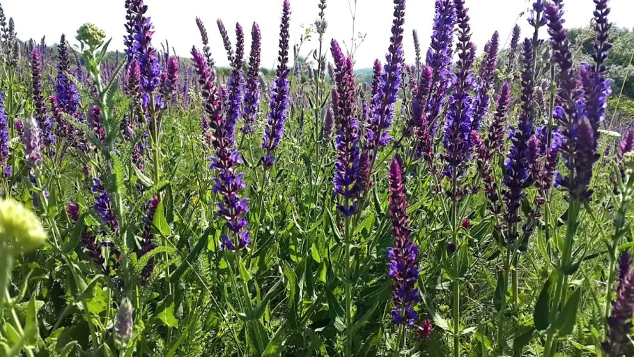 Шалфей луговой и дубравный