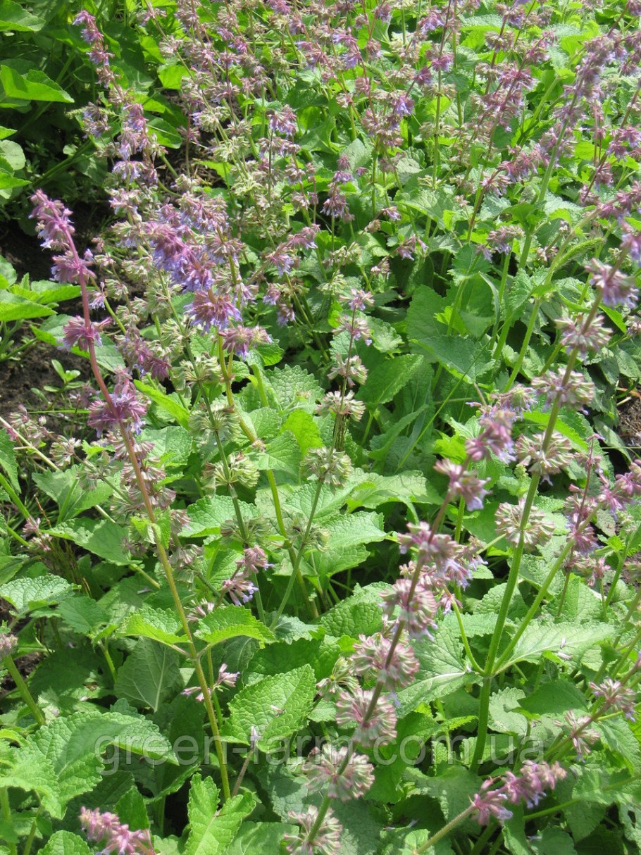 Шалфей мутовчатый