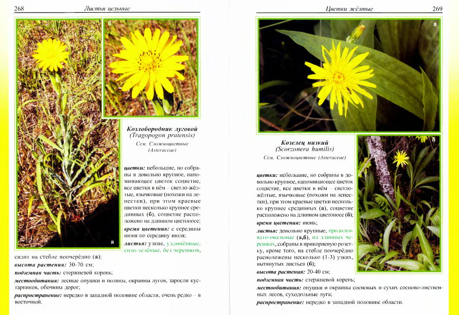 Травы Ленинградской области фото с названиями и описанием