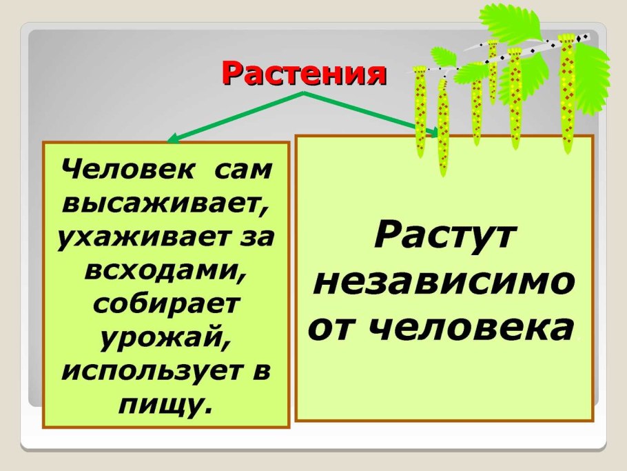 Дикорастущие цветковые растения