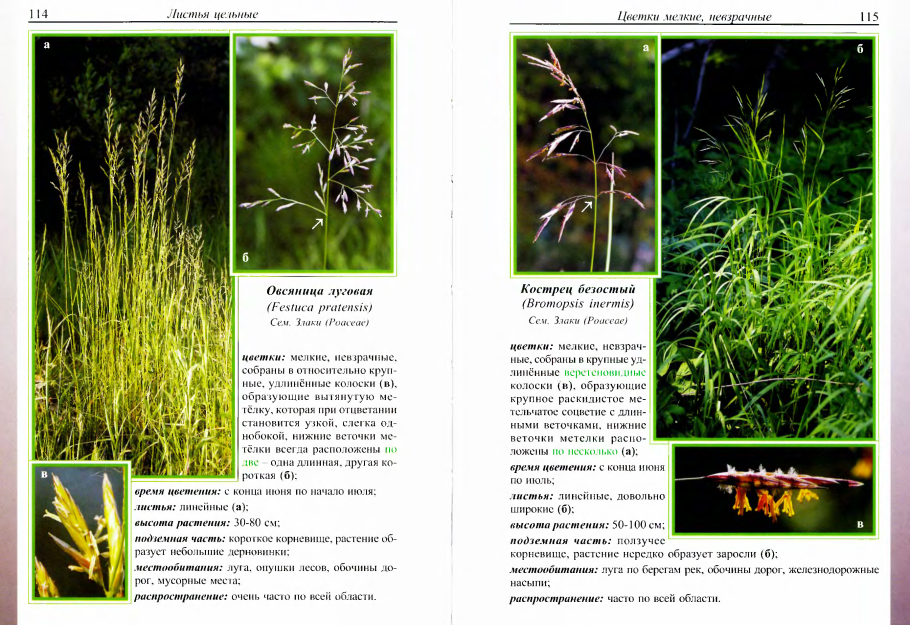 Какие растения человек использует в пищу