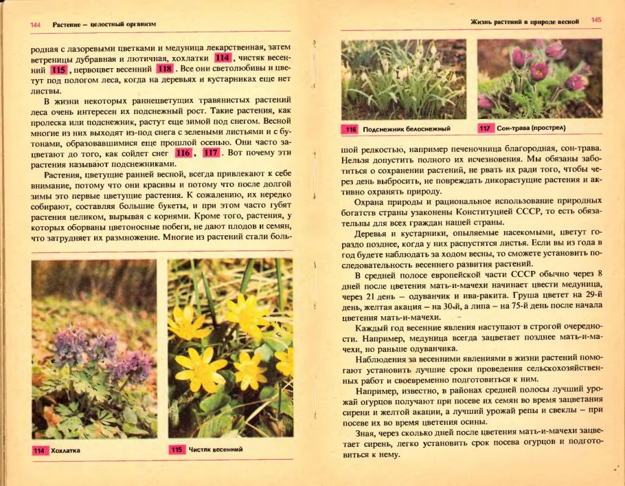 Атлас дикорастущих растений Оренбургской области