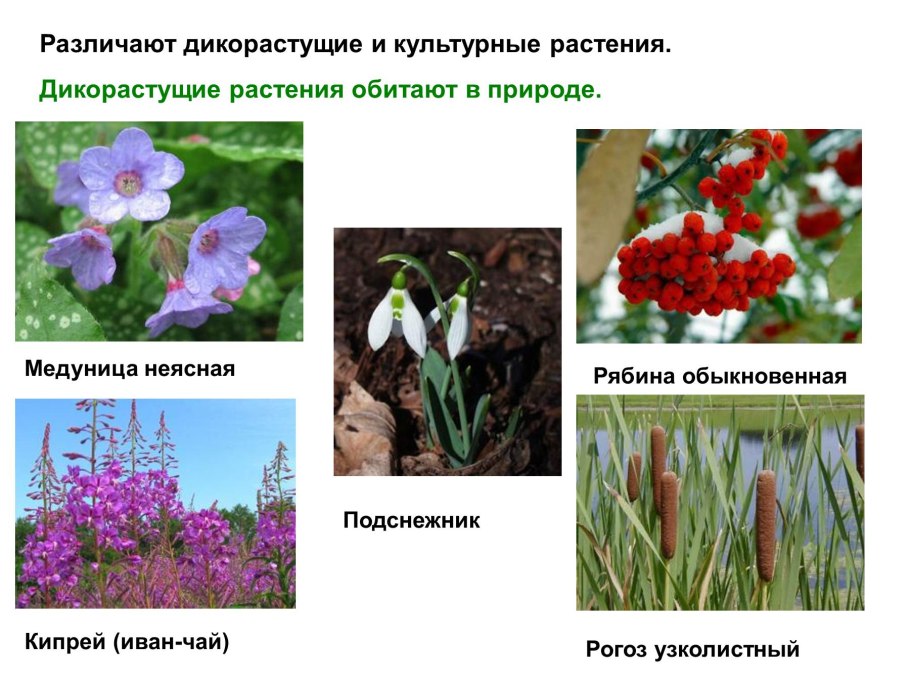 Дикорастущие растения дикорастущие растения