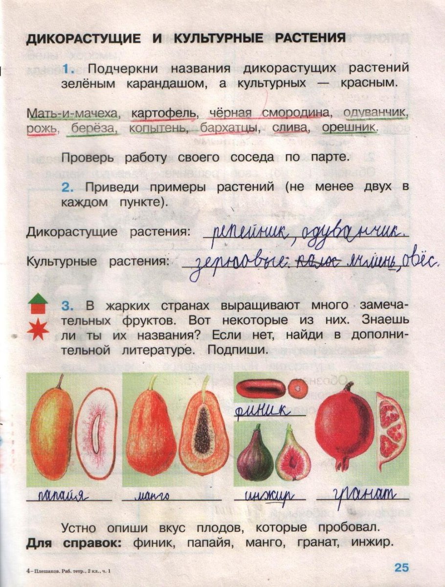 Лабораторная работа по биологии 6 класс клубень картофеля и луковица