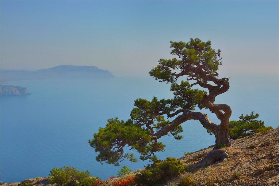 Pinus uncinata 'pyramidata'