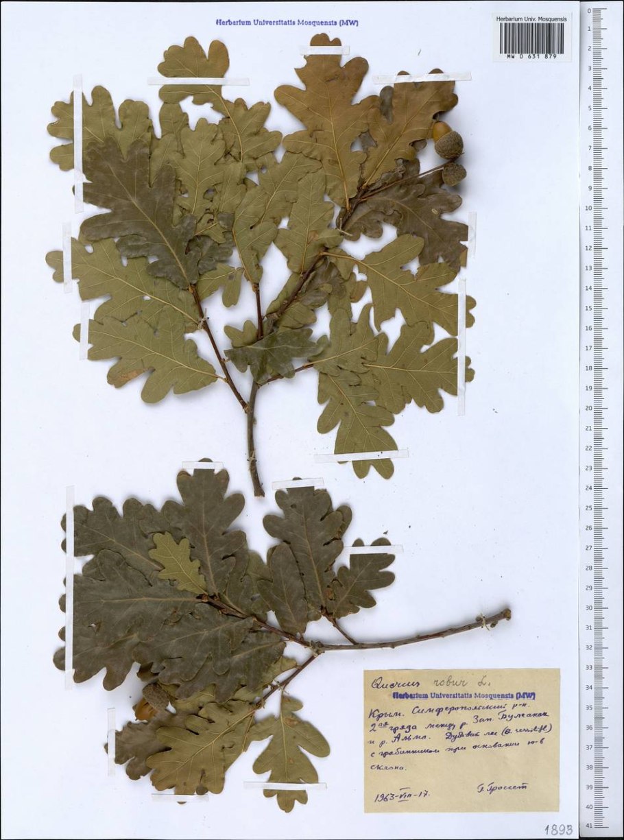Дуб черешчатый (Quercus Robur l.)