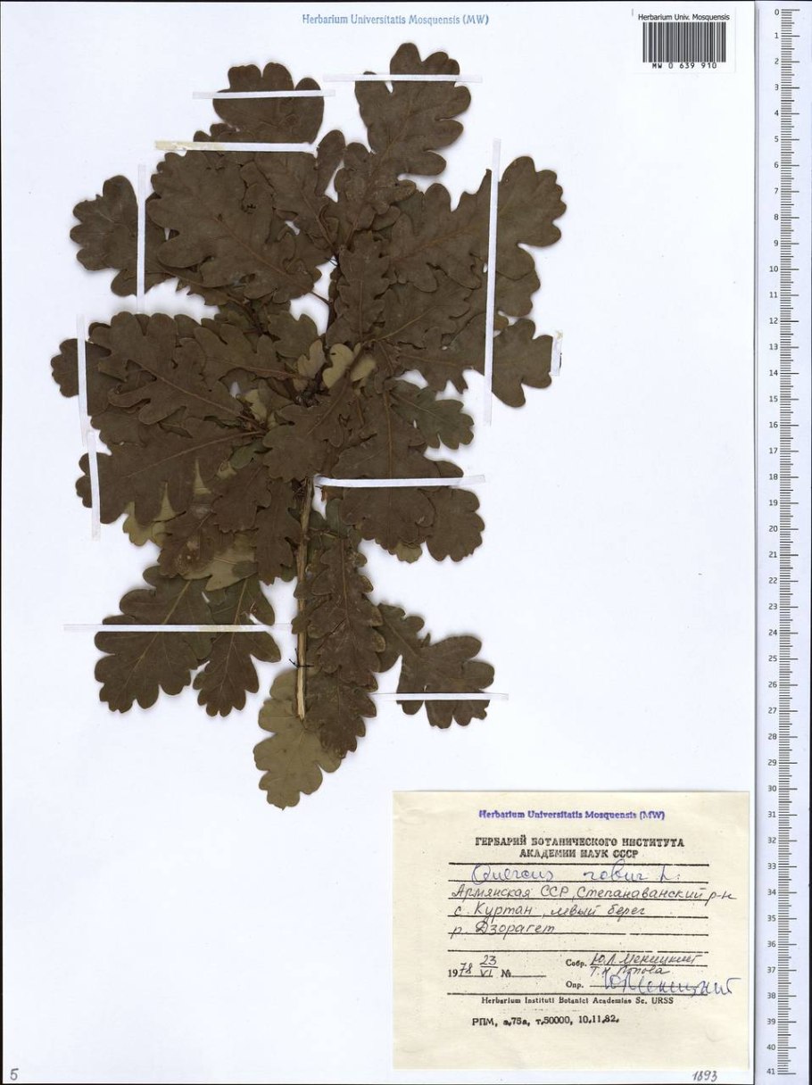 Дуб черешчатый плюсовые